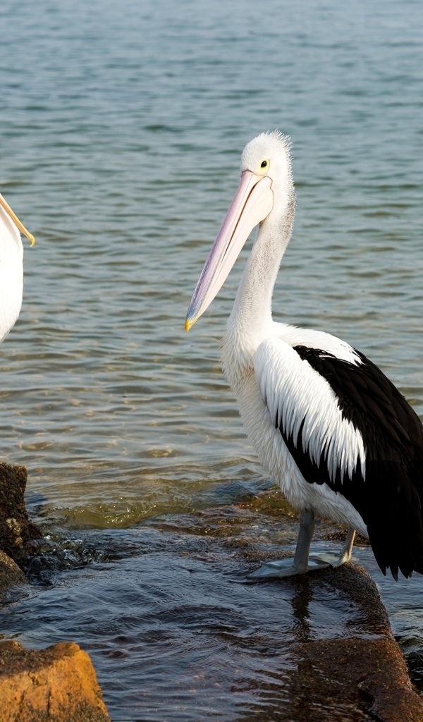 Три пеликана стоят на камнях у воды