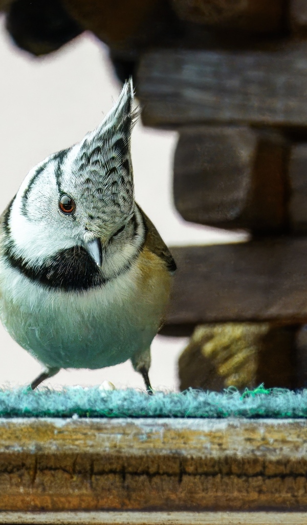 Хохлатая синица сидит у кормушки