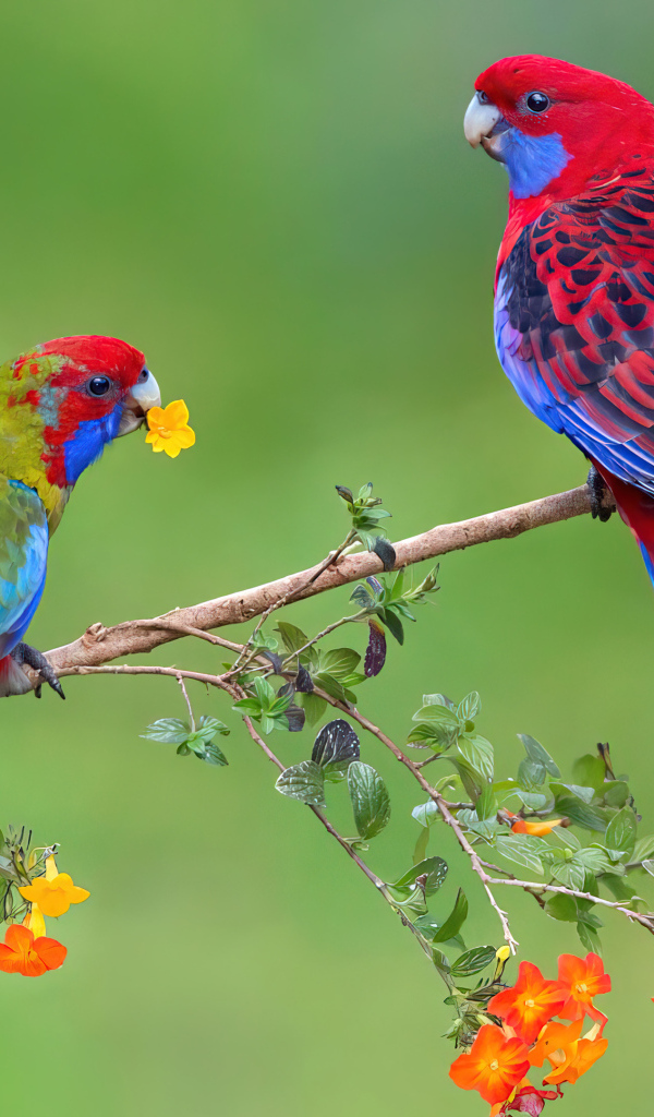 Два красивых яркий попугая на ветке с цветами