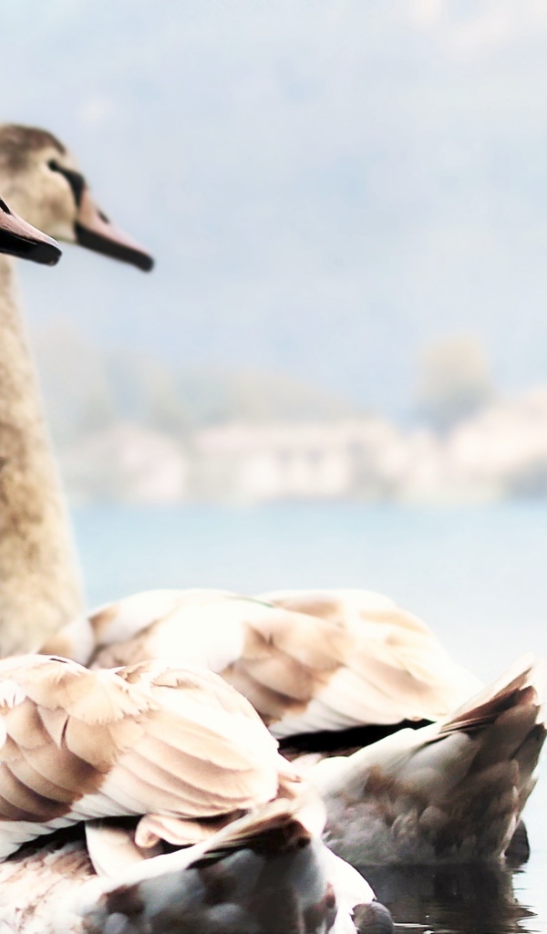 Два красивых лебедя плывут по воде