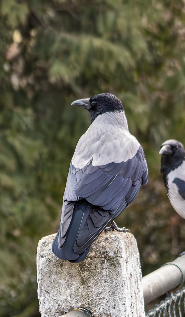 Две вороны сидят на заборе
