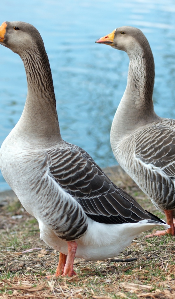 Два больших серых гуся у воды