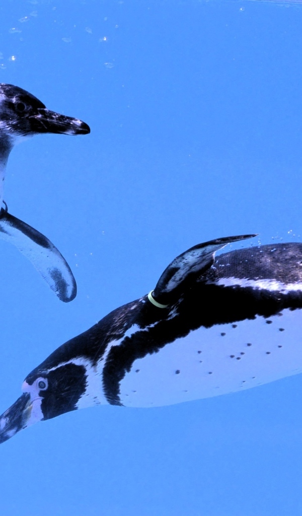 Два пингвина плавают в воде