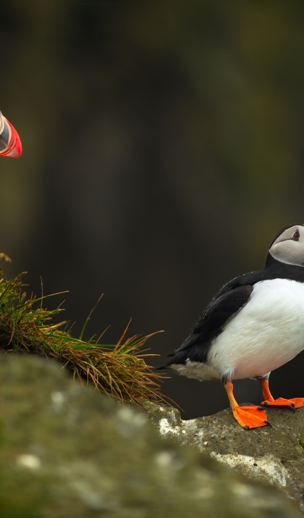 Две птицы тупики на камнях