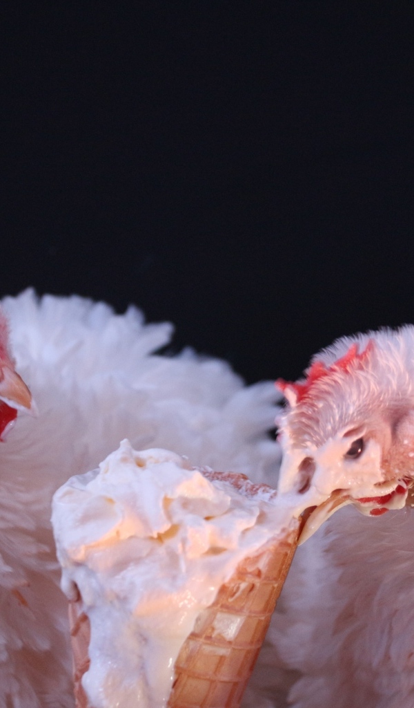 Белые домашние куры клюют мороженое на черном фоне