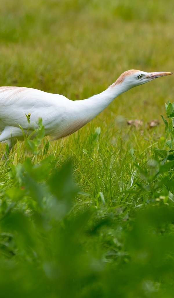 Белая цапля в зеленой траве