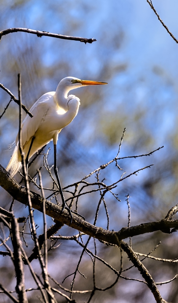 Белая цапля сидит на ветке дерева в лучах солнца