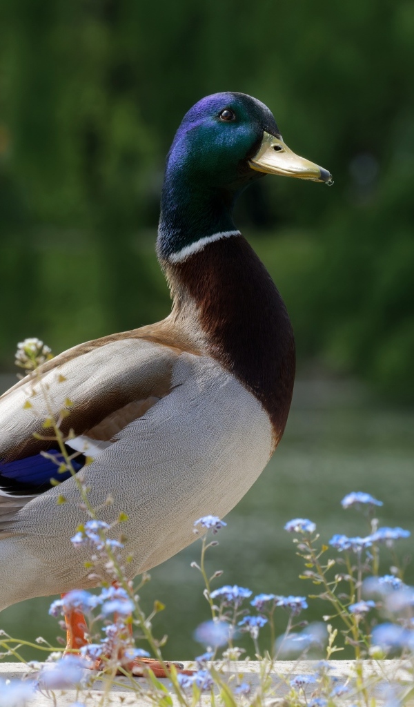Дикий селезень стоит у воды летом