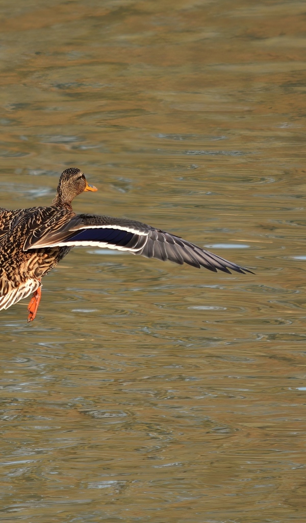 Дикая утка летит над водой