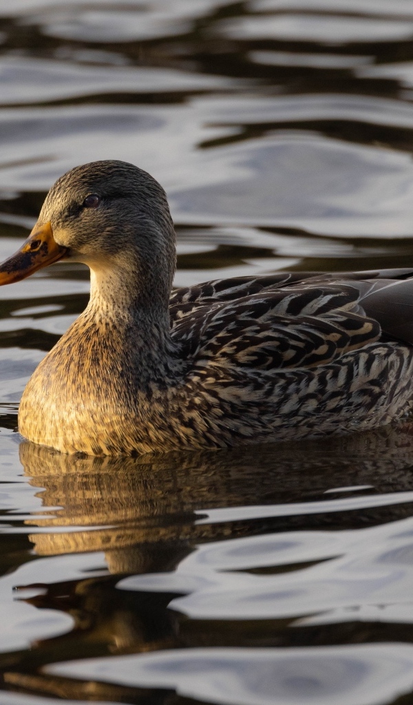 Дикая серая утка в воде
