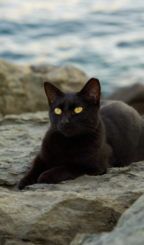 Черный кот лежит на камне у моря