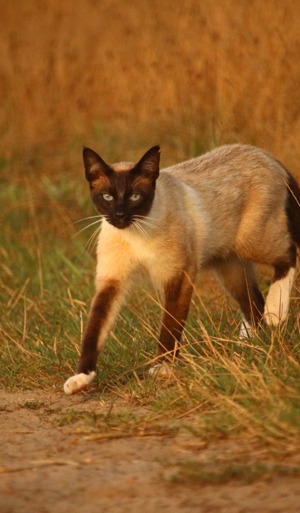 A large Siamese cat walks on the grass