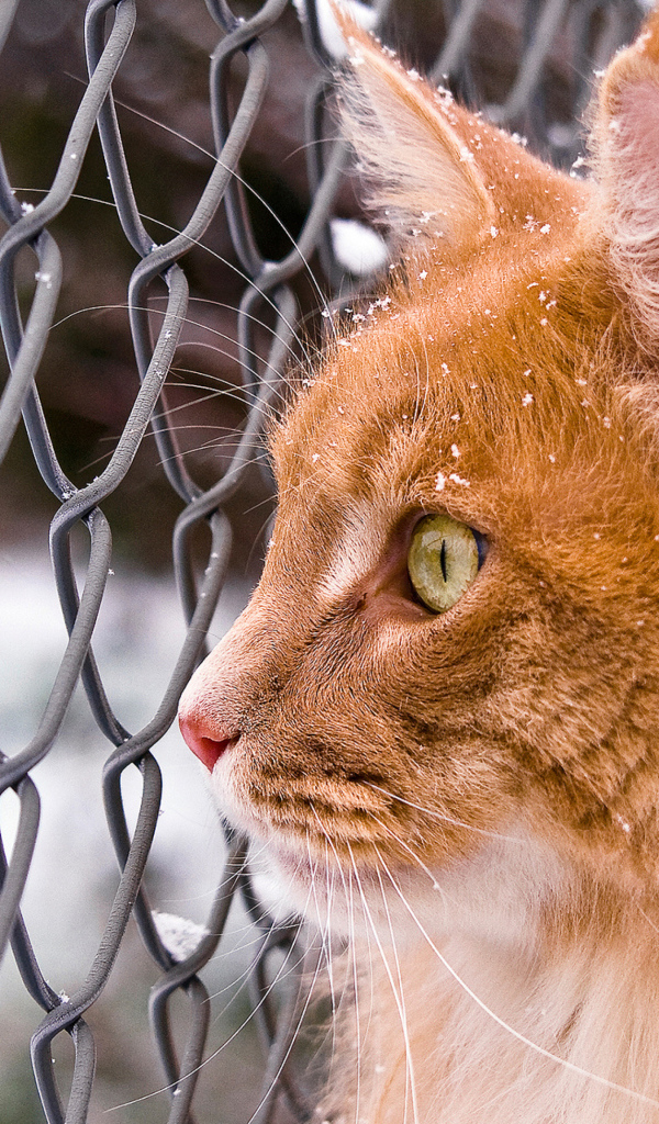 Большой рыжий кот стоит у сетки на улице зимой