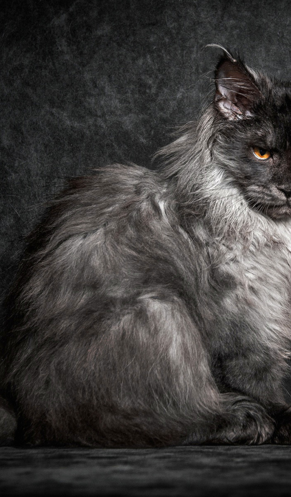 Пепельный кот породы мейн кун на черном фоне