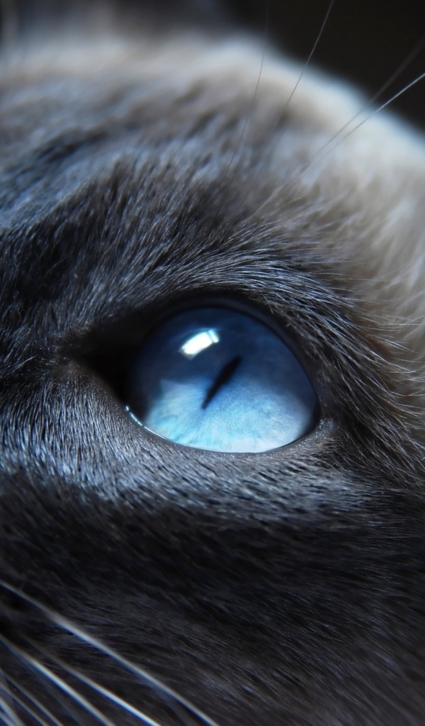 Красивая голубоглазая кошка крупным планом