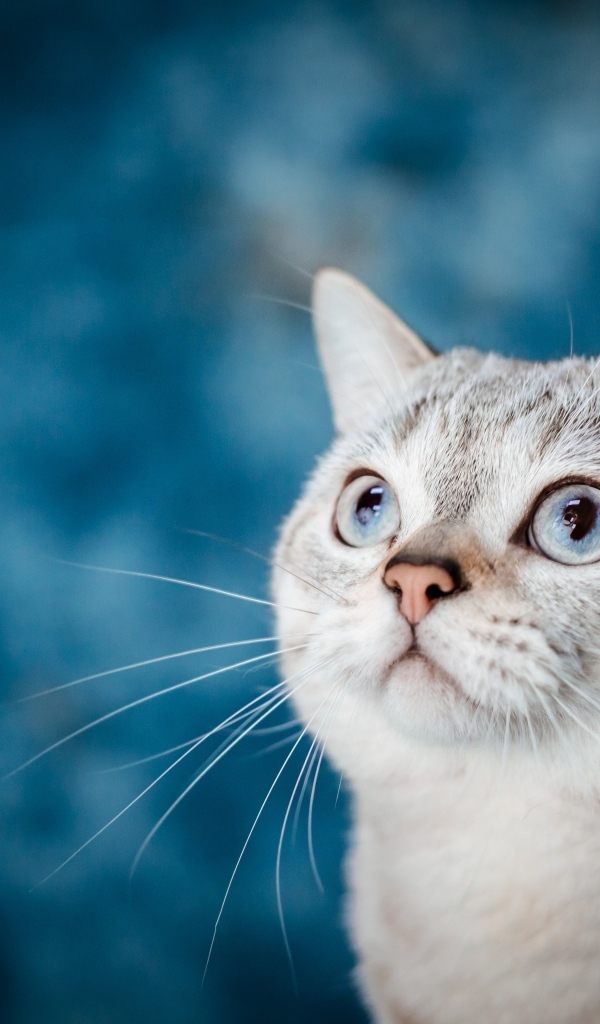 Красивая голубоглазая кошка на голубом фоне