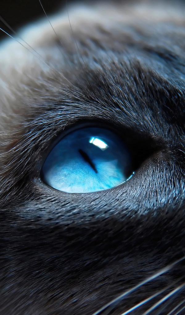Красивые голубые глаза у сиамской кошки