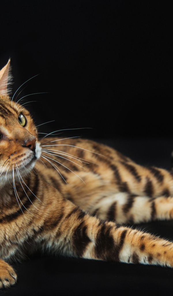 Красивый дорогой бенгальский кот на черном фоне