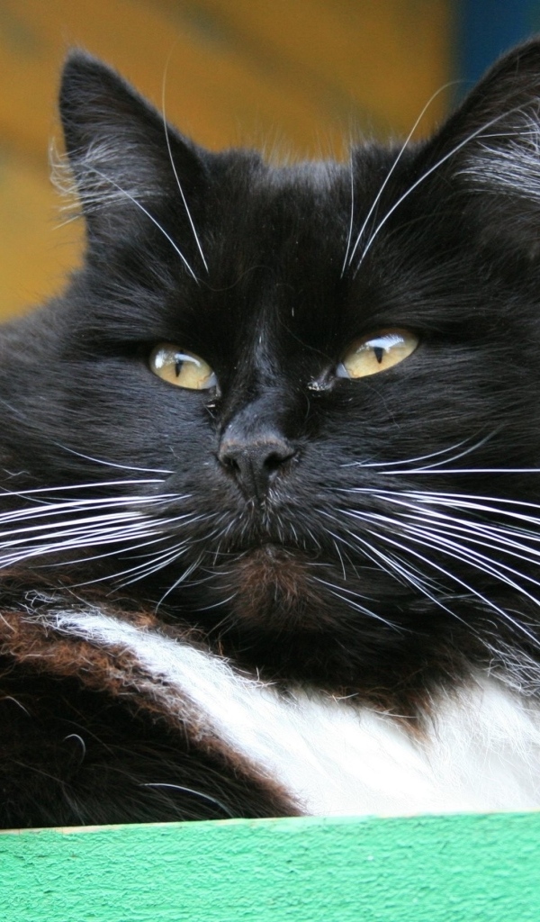 Красивый пушистый черный кот с зелеными глазами