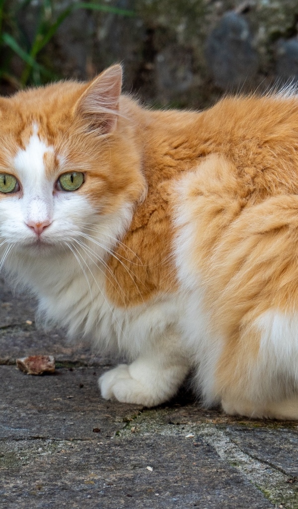 Красивый зеленоглазый пушистый рыжий с белым кот 