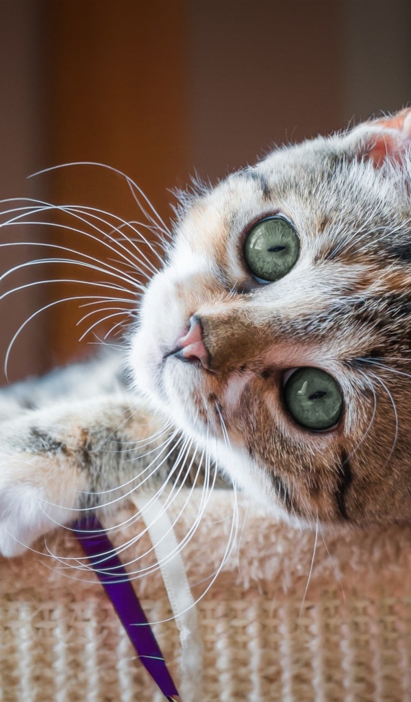 Красивый маленький серый котенок с зелеными глазами