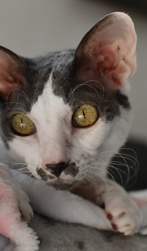 Красивый породистый кот лежит на кровати 