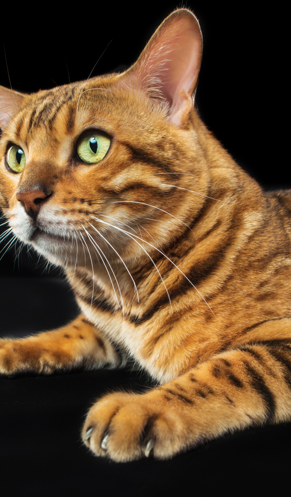 Бенгальский кот с зелеными глазами на черном фоне