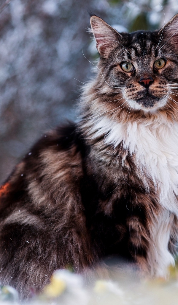 Большой мейн кун сидит в ветках 