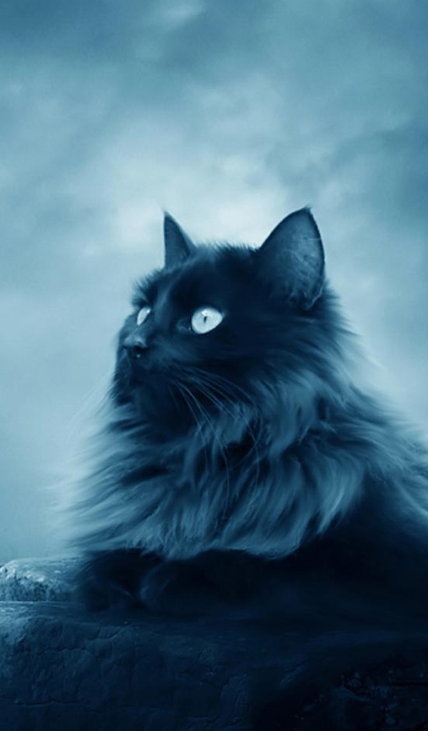 Большой черный кот лежит на камнях 