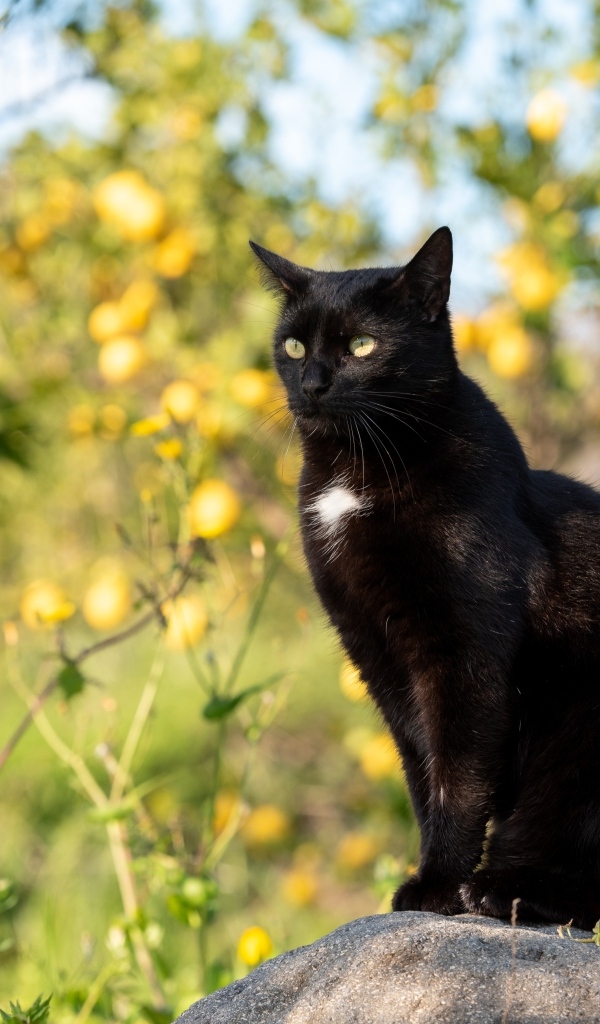Большой черный кот сидит на камне в саду