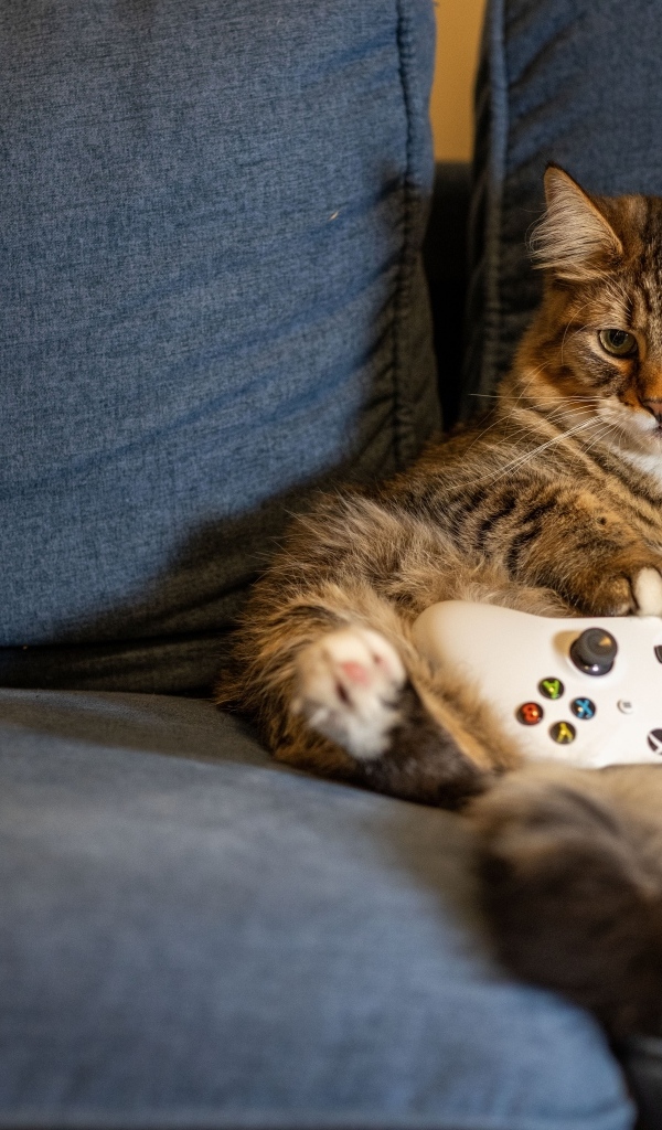 Большой серый кот с игровым джойстиком