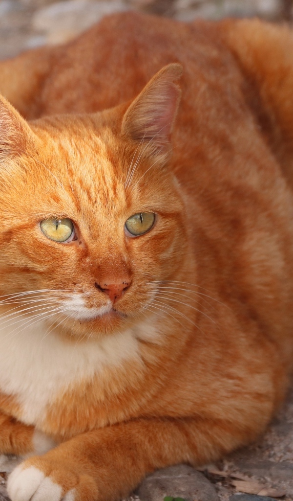 Большой зеленоглазый рыжий кот 