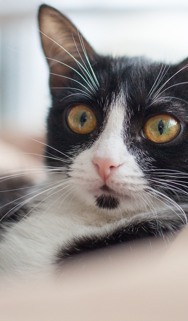 Черно-белый кот лежит на диване