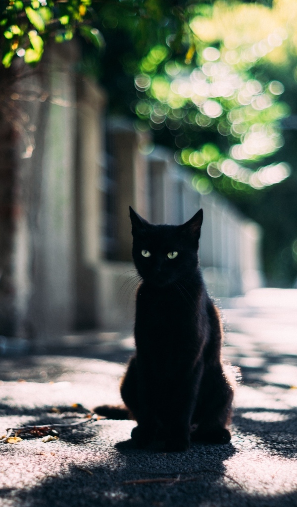 Черный зеленоглазый кот сидит на дороге