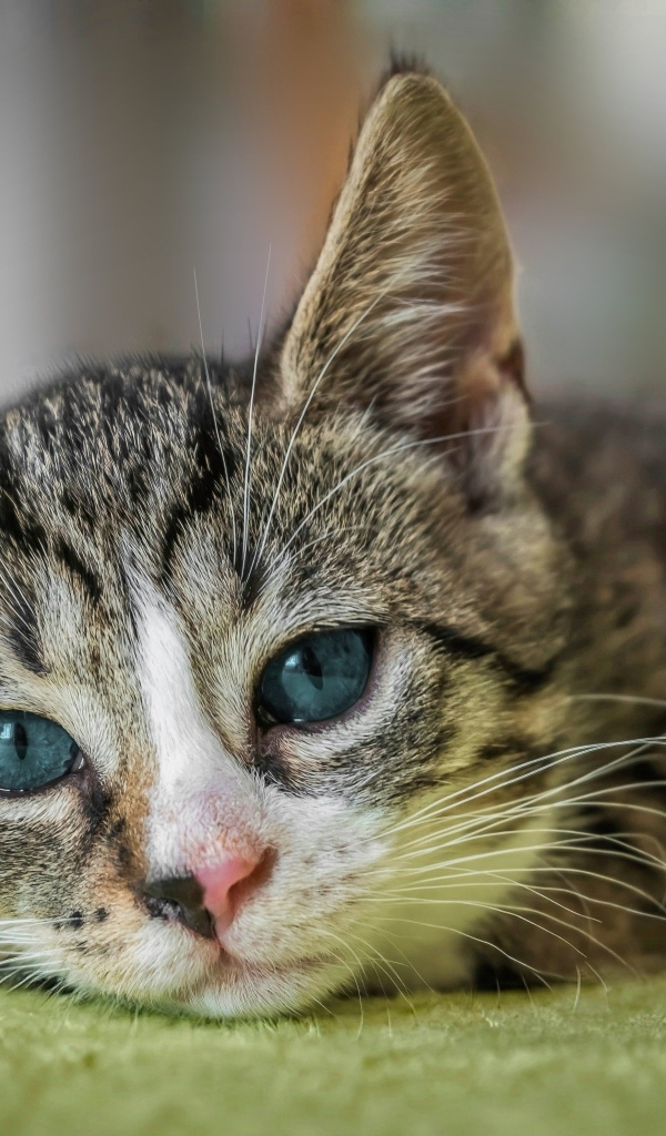 Голубоглазая европейская короткошерстная кошка