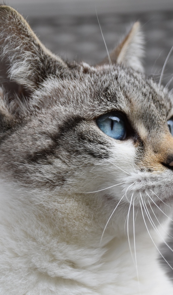 Голубоглазая европейская кошка