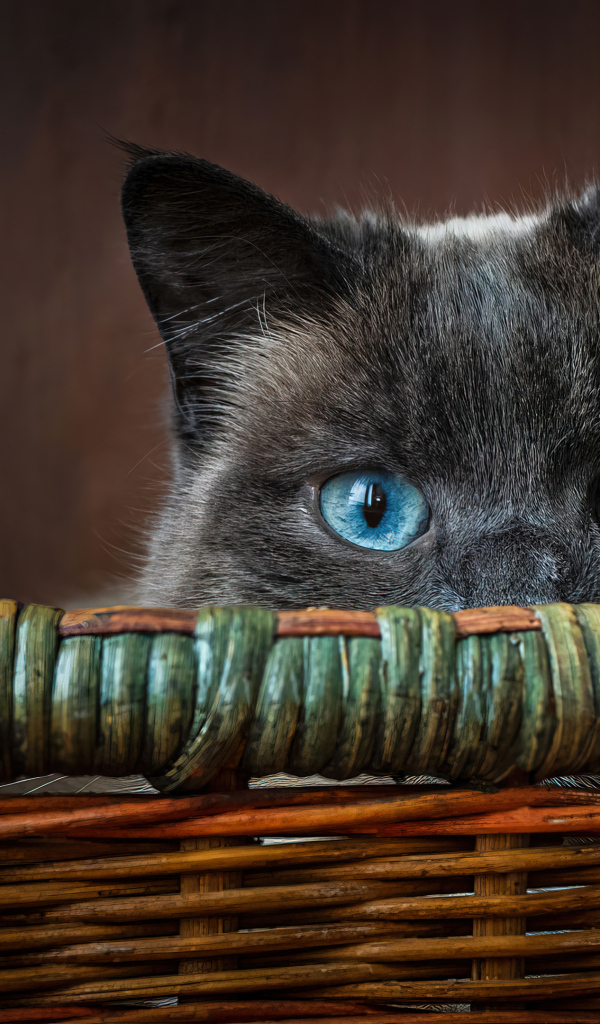 Голубоглазый кот сидит в корзине