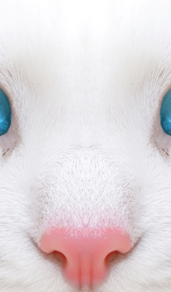 Голубоглазая кошка с розовым носом