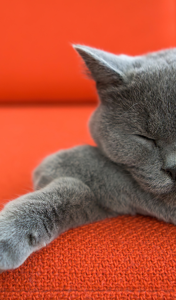 Кот британской породы спит на красном диване