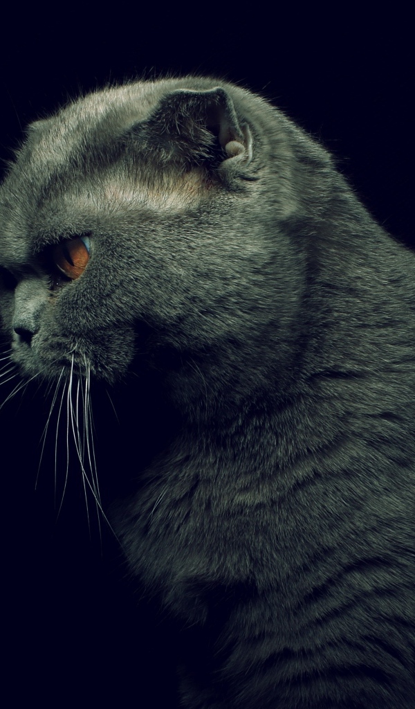 Британская кошка на черном фоне