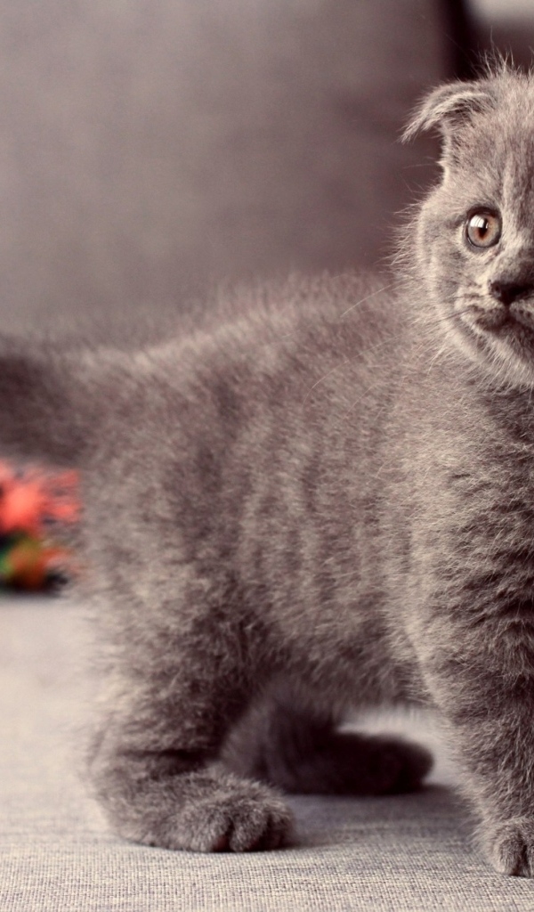 Британский вислоухий серый котенок