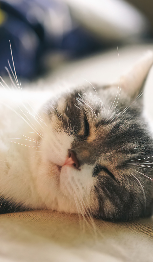 Милый кот спит на диване