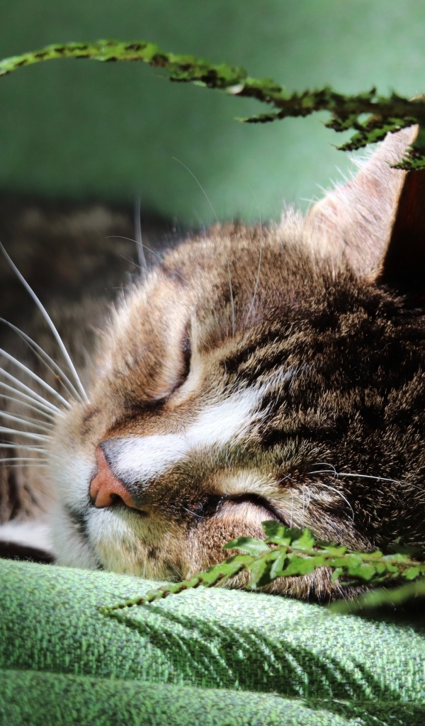 Милый кот спит на кровати у цветка