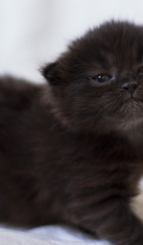 Милый маленький черный котенок крупным планом