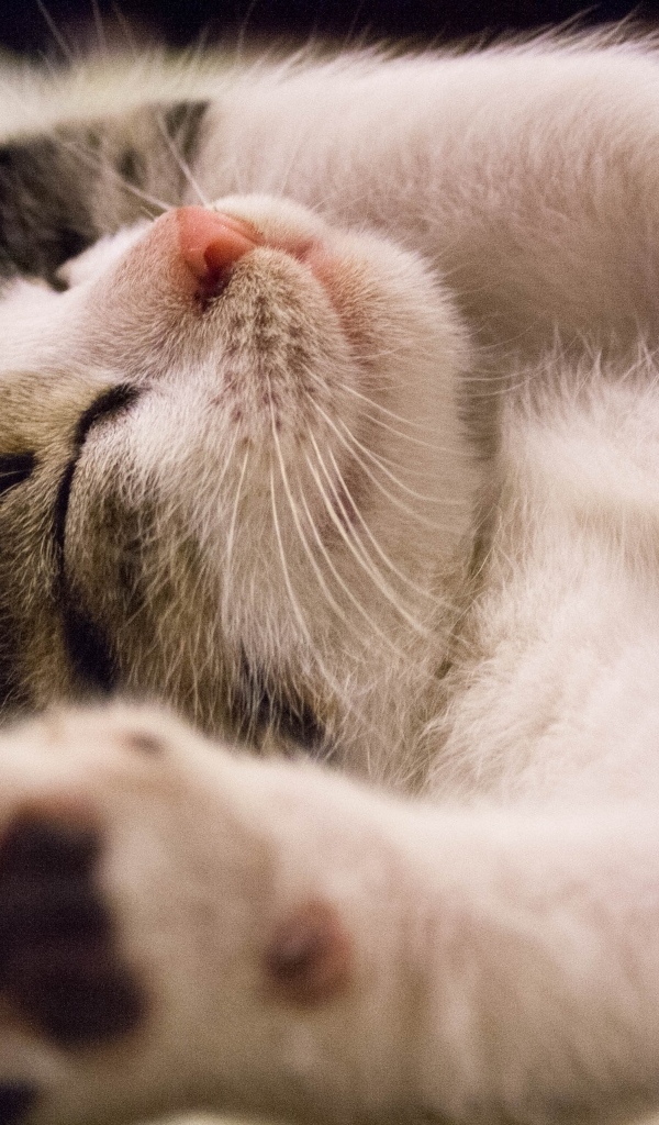 Милый спящий котенок с поднятыми лапами