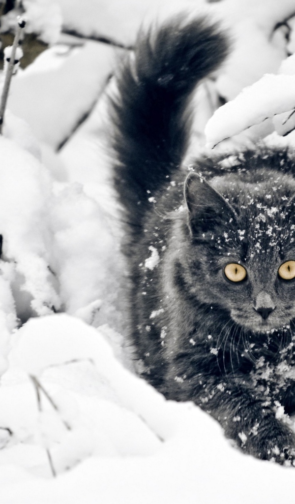 Пушистый кот пепельного окраса идет по снегу