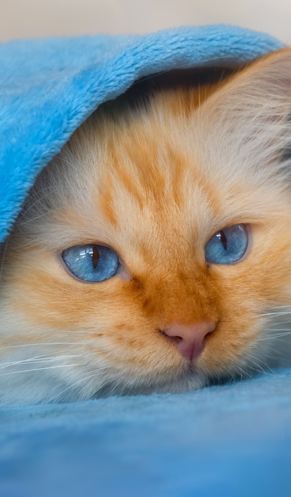 Пушистый голубоглазый котенок под покрывалом