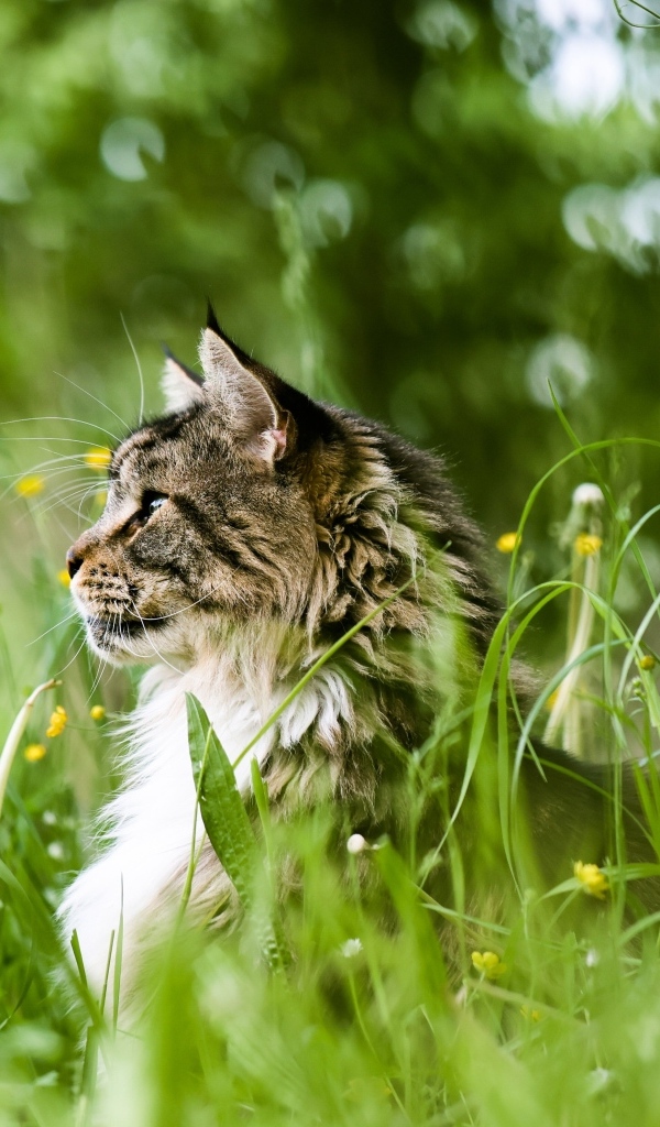 Пушистый серый кот сидит в зеленой траве