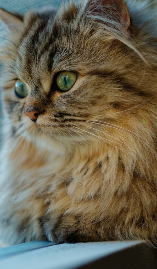 Пушистый серый зеленоглазый кот смотрит в окно 