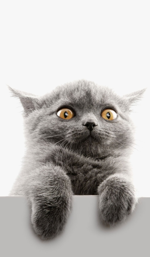 Испуганный серый котенок на белом фоне